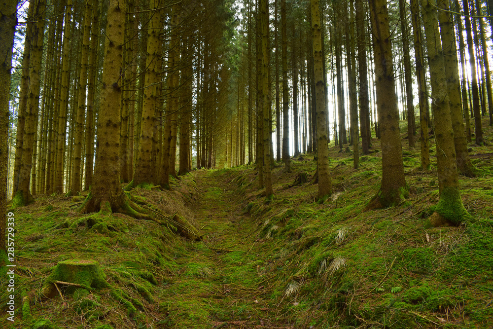 Obraz premium Green Road home