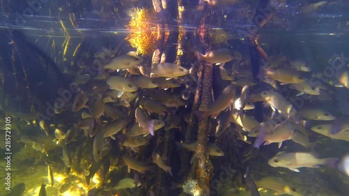 A school of fish swim around tree roots in a mangrove forest photo