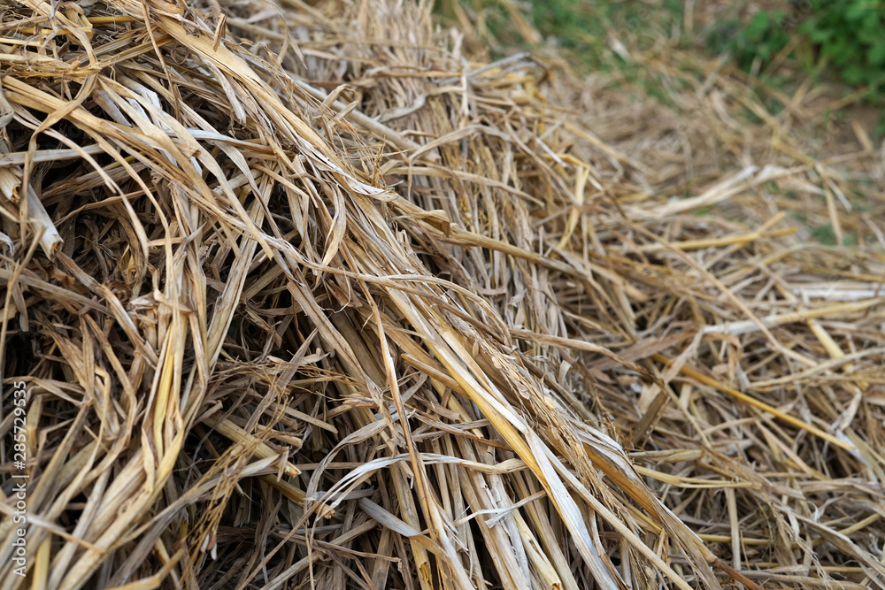Bunch of thatch on rice field background photo Bunch of thatch on rice field background photo