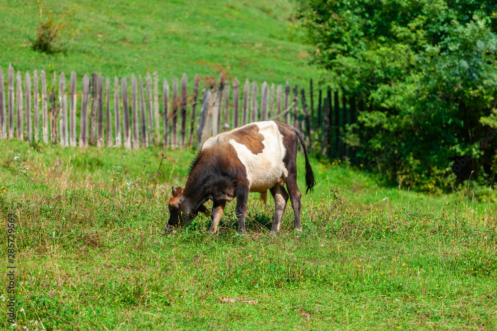 Fototapeta premium Cow grazing fresh green grass on pasture.