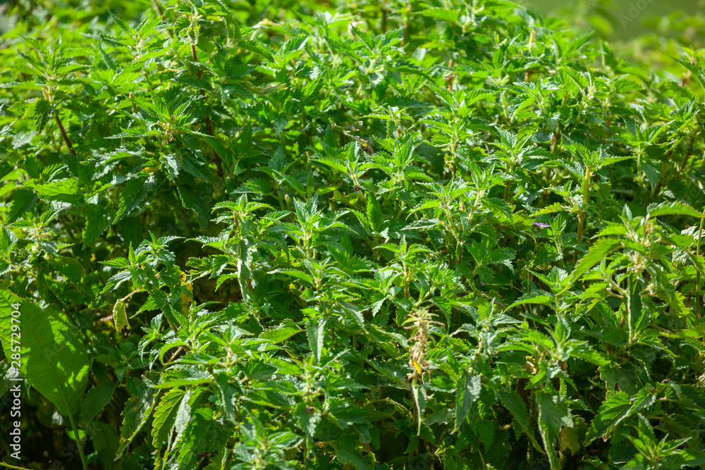Photo of a plant nettle. Nettle with fluffy green leaves. Background Plant nettle grows in the ground. Photo of a plant nettle. Nettle with fluffy green leaves. Background Plant nettle grows in the ground.
