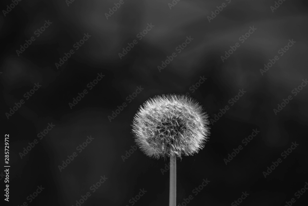 Obraz premium dandelion on black background
