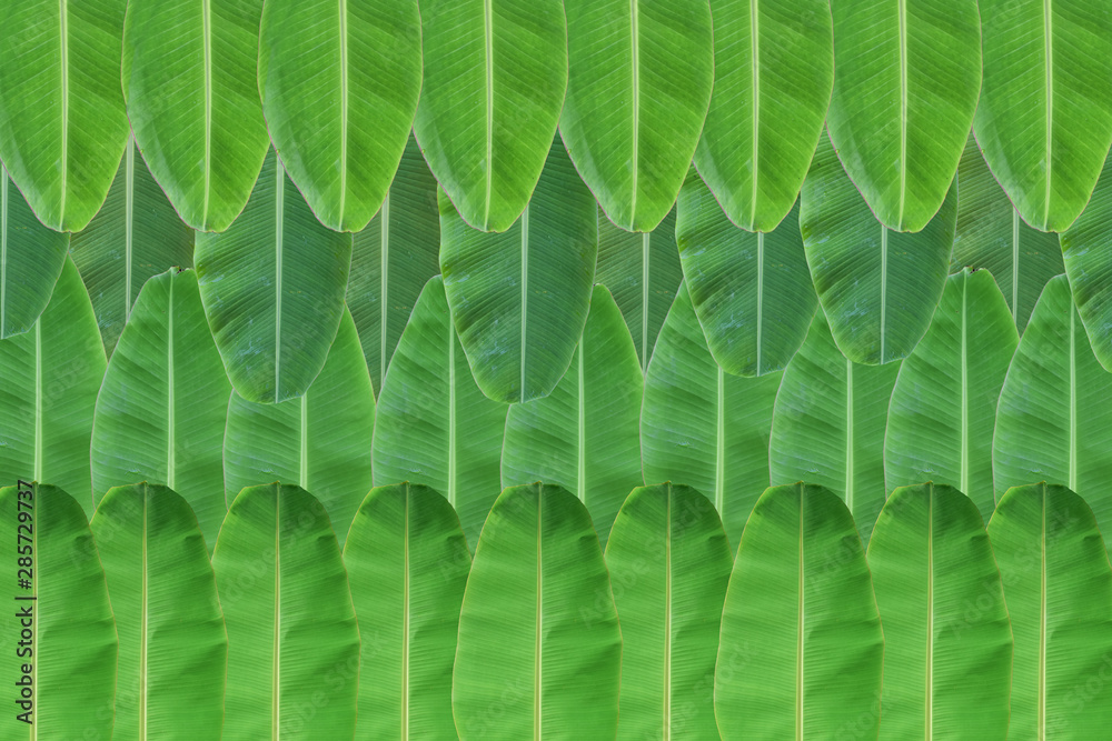 Background of fresh green banana leaf texture. Background of fresh green banana leaf texture.