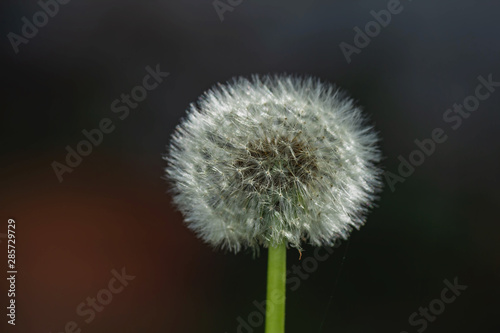 dandelion on black background