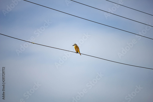 bird on a wire