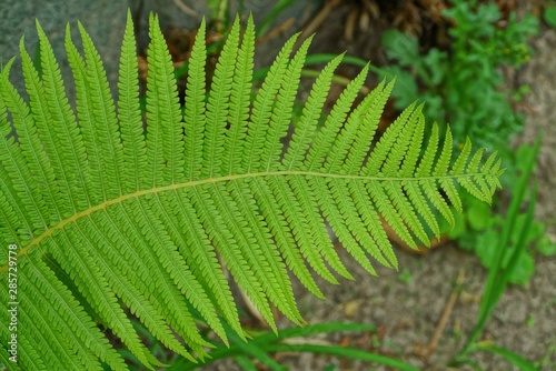 a large green leaf on a stalk of a wild fern plant