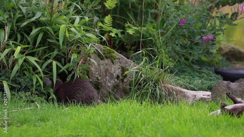 Asian small clawed otters, Aonyx cinereus, playing/cleaning/gathering grass, during a sunny warm day during summer.