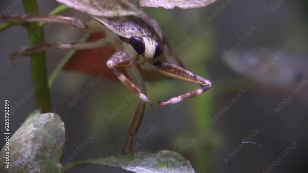 A giant water bug lives in a pond.