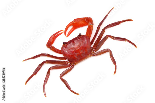 Red land crab (Phricotelphusa limula)(Male) isolated on white background, top view. It's also known as waterfalls crab, native to Phuket Thailand. Rare and protected.