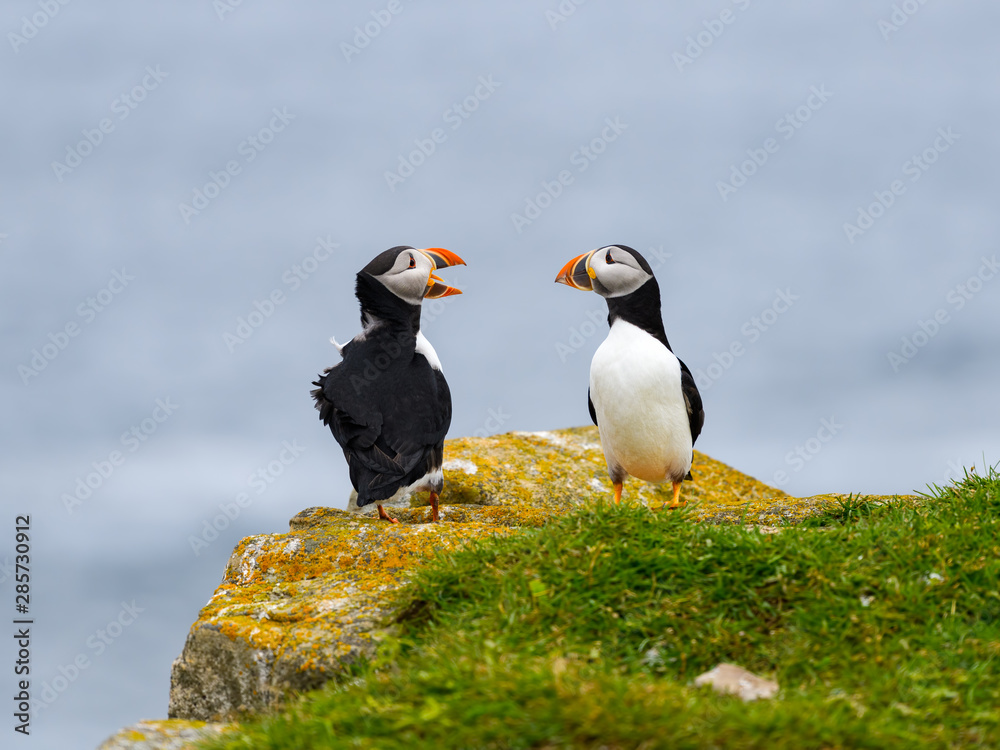 Obraz premium Two Atlantic Puffins Standing on Cliff's Rock and Calling against Blue Sea Water Background