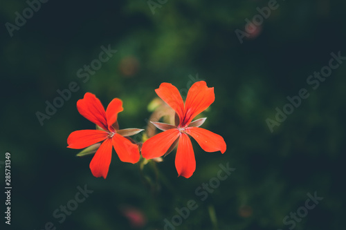 Amazing red and pink flowers © Eduardo