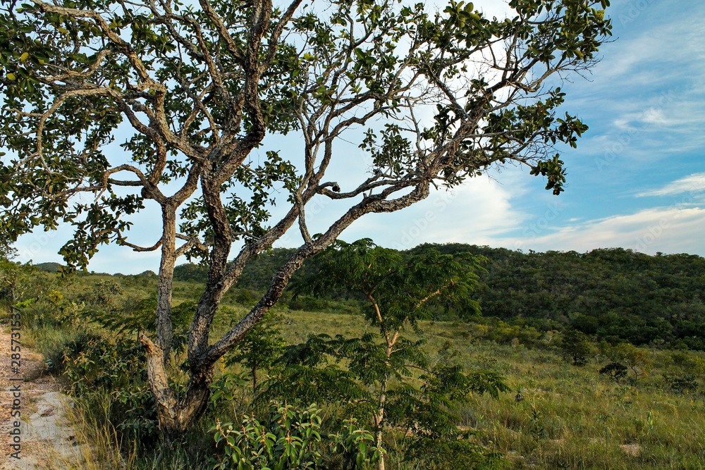 Serra da Canastra - Delfinópolis - MG