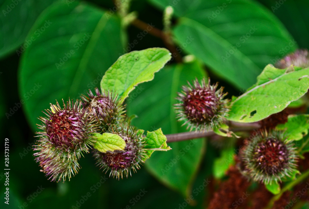 Red Prickly Autumn Seed Heads with Plant Leaves in the Background Red Prickly Autumn Seed Heads with Plant Leaves in the Background