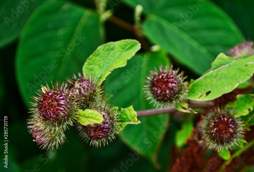 Red Prickly Autumn Seed Heads with Plant Leaves in the Background
