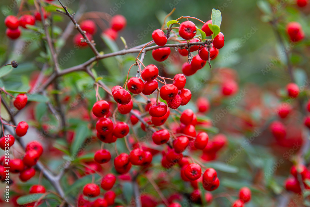 Red currant_01/フサスグリ_01 Red currant_01/フサスグリ_01