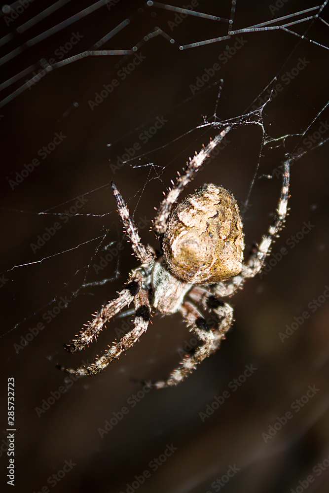 a large spider a cross-stitch on a night hunt sits in its web a large spider a cross-stitch on a night hunt sits in its web