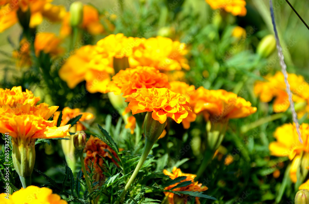 tagetes patula in the garden on a sunny summer day.