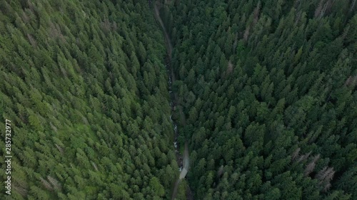 Aerial view of a pine forest in the mountains. Impressive view on the evergreen coniferous forest with pine tree tops on a sunny day in summer. Drone Shot 4K.
