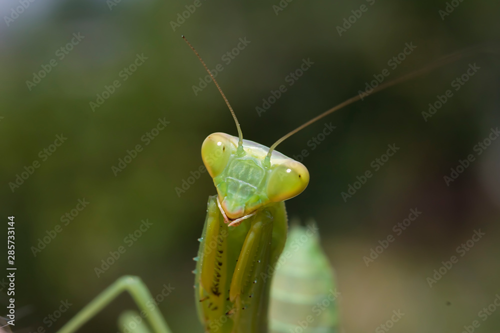 green mantis closeup, portrait of an insect on a dark green background green mantis closeup, portrait of an insect on a dark green background
