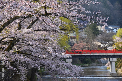 日本の岐阜県の高山市　春の高山祭期間中　中橋と宮川と満開の桜