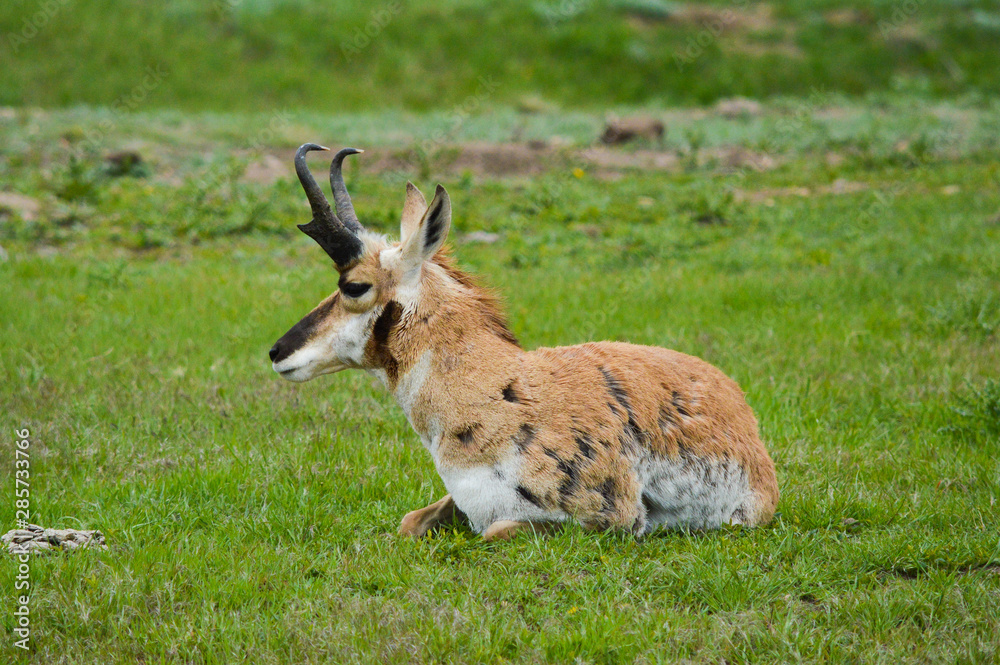 Pronghorn male resting in a grass field Pronghorn male resting in a grass field