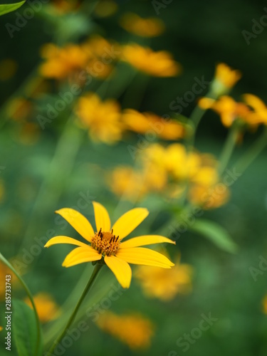 Yellow flowers in sun light and meadow