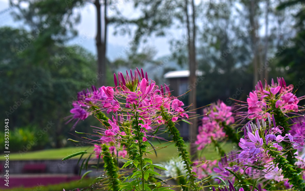 Obraz premium flower garden There are many colors of flowers and many kinds of beautiful nature. And refreshing when seeing flowers of many colors