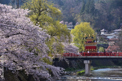 日本の岐阜県の高山市　春の高山祭　中橋を渡る屋台と満開の桜と宮川