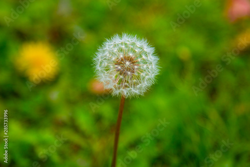 Dandelion_01／タンポポ_01 © J_News_photo