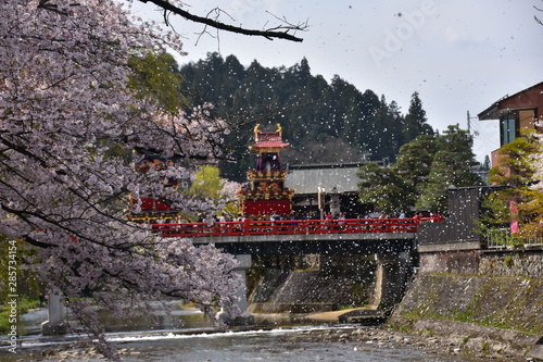 日本の岐阜県の高山市　春の高山祭　満開の桜と中橋を渡る屋台　風で舞う桜の花びら