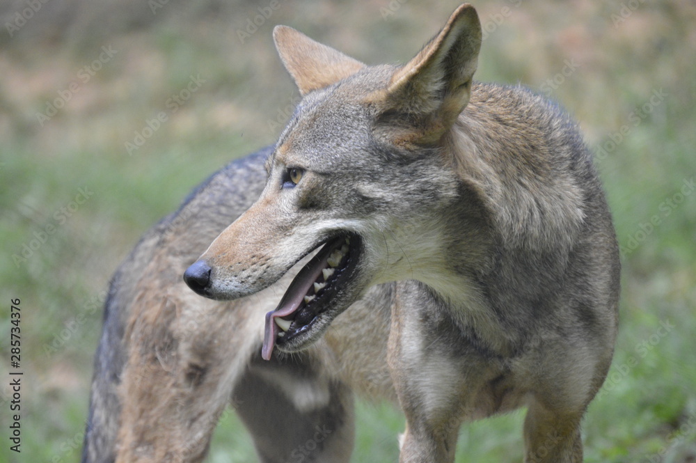 Fototapeta premium Grey Wolf
