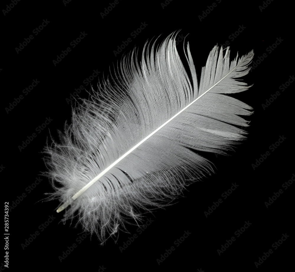 Premium Photo, White feather floating in the air. grey background.