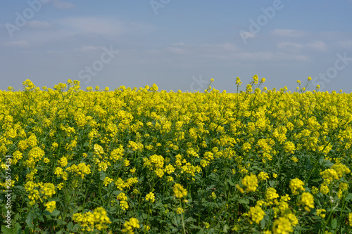 Beautiful scenery with yellow flowers.