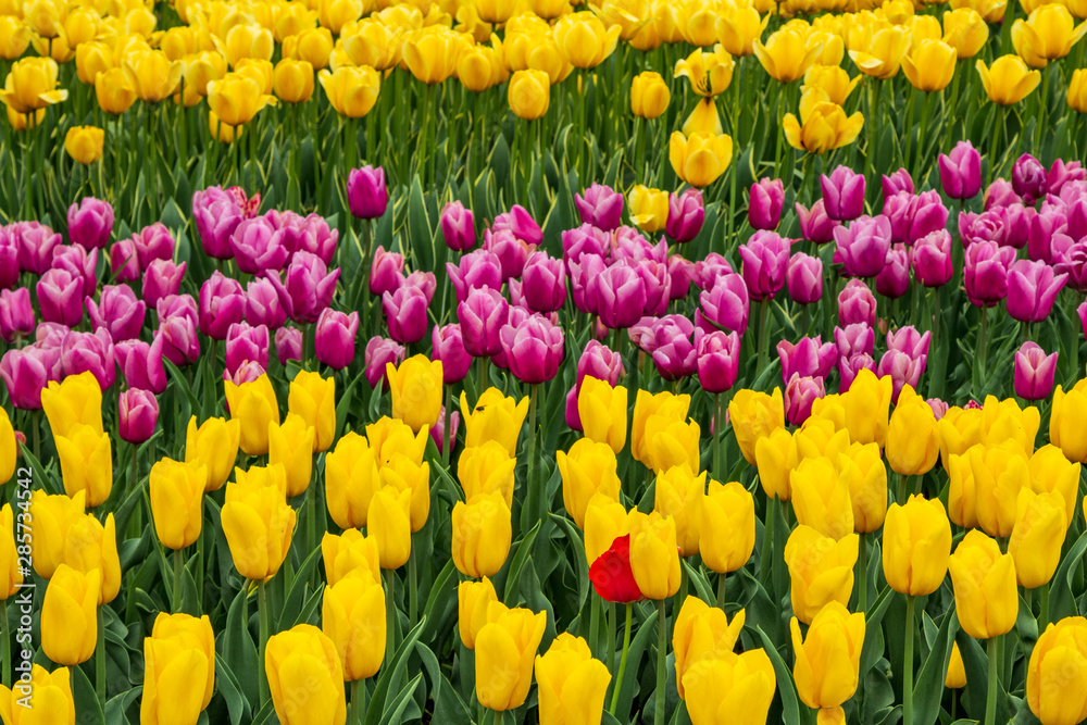 Flowers purple tulips in a green field, landscape field of flowers. Flowers purple tulips in a green field, landscape field of flowers.