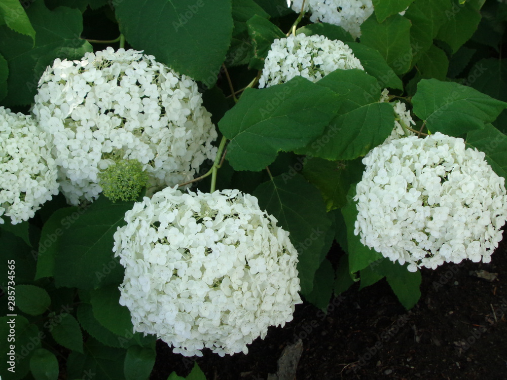 White flowers