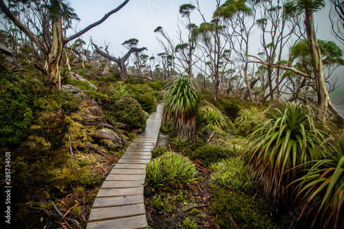 Boadwalk among the pandani's on tarn shelf in Tasmania photo