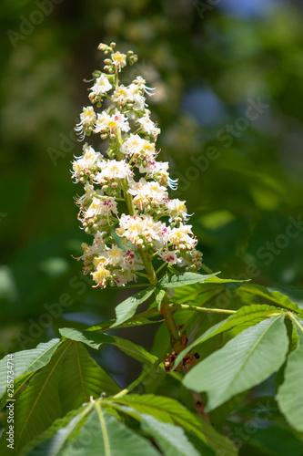 Flowers of white chestnuts with green foliage.