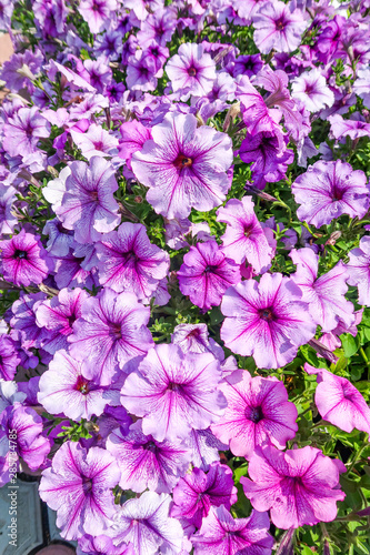 Bright petunia flowers in the flowerbed, summer natural park. © Prikhodko