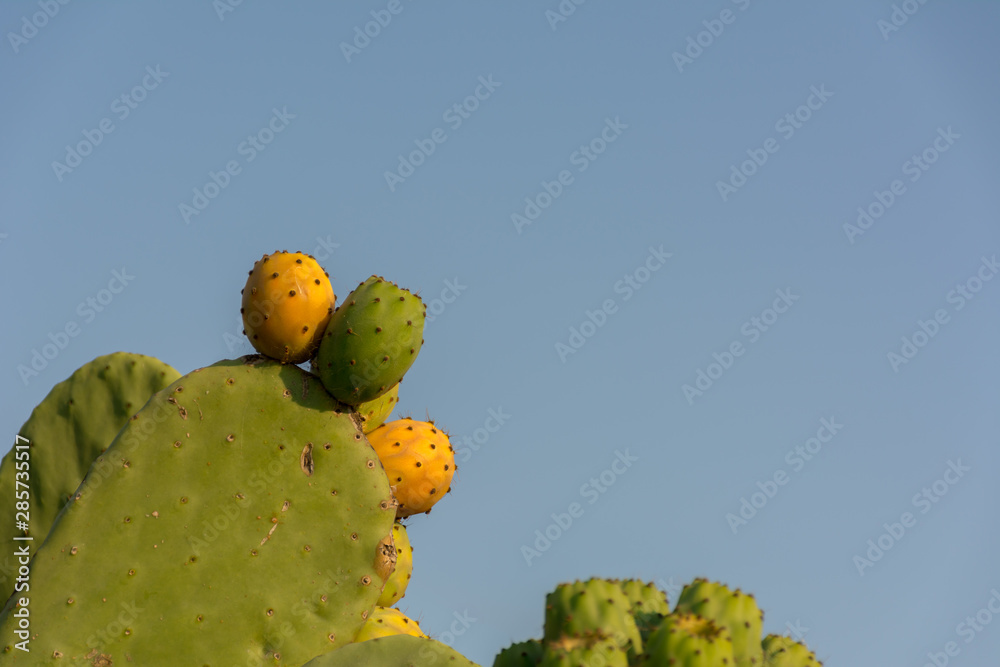 Horizontal Shot of Indian Figs also Known as Ficus Indica in Italy Horizontal Shot of Indian Figs also Known as Ficus Indica in Italy