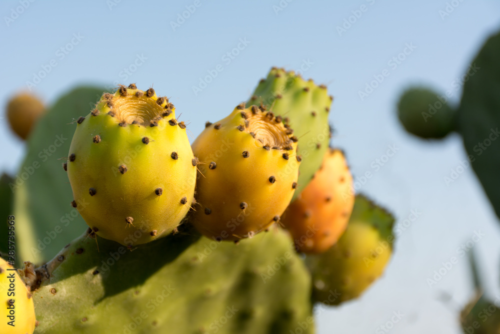 Horizontal Shot of Indian Figs also Known as Ficus Indica in Italy Horizontal Shot of Indian Figs also Known as Ficus Indica in Italy
