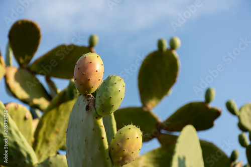 Horizontal Shot of Indian Figs also Known as Ficus Indica in Italy