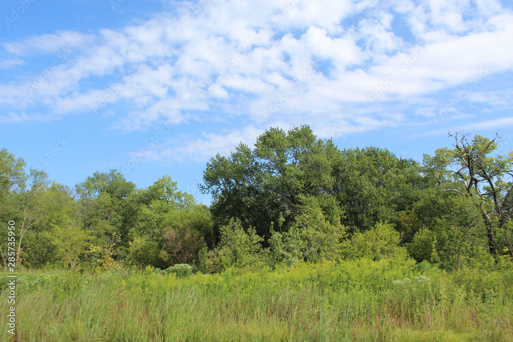 Cirrocumulus stratiformis clouds over the Linne Woods restored tallgrass prairie in Morton Grove, Illinois