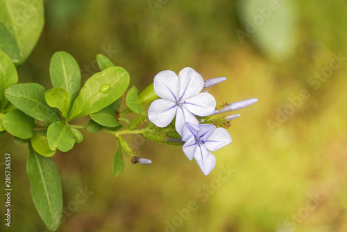 blütenzweig des kap-bleiwurz. die blütenfarbe ist hell blau. makro