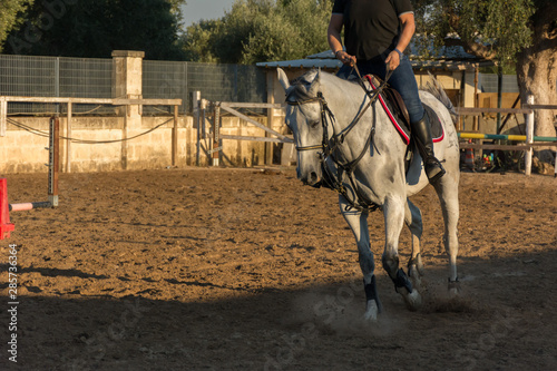 White Horse During Equestrian School Training