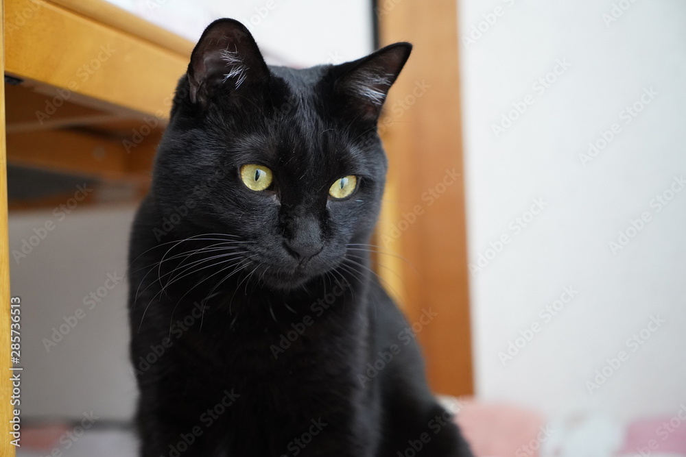 Obraz premium 黒猫