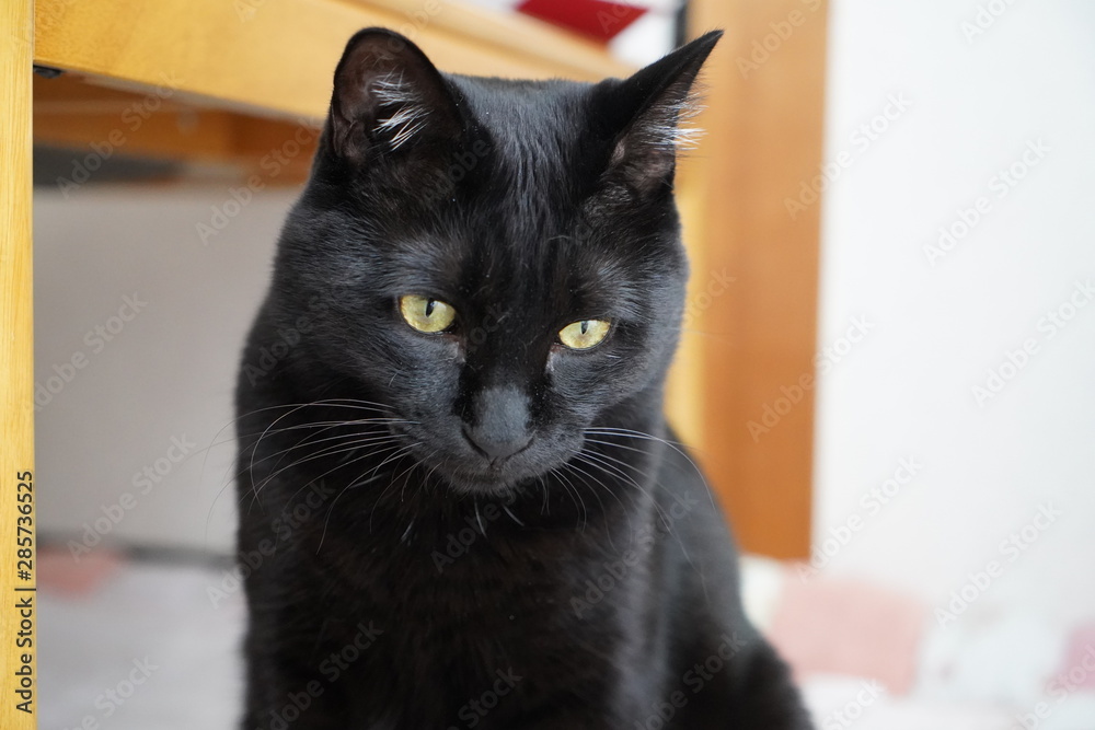 黒猫 黒猫