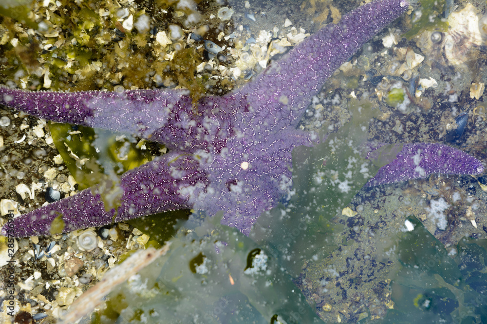 Purple Sea Star starfish partially submerged in tidepool water, British Columbia, Canada. Purple Sea Star starfish partially submerged in tidepool water, British Columbia, Canada.