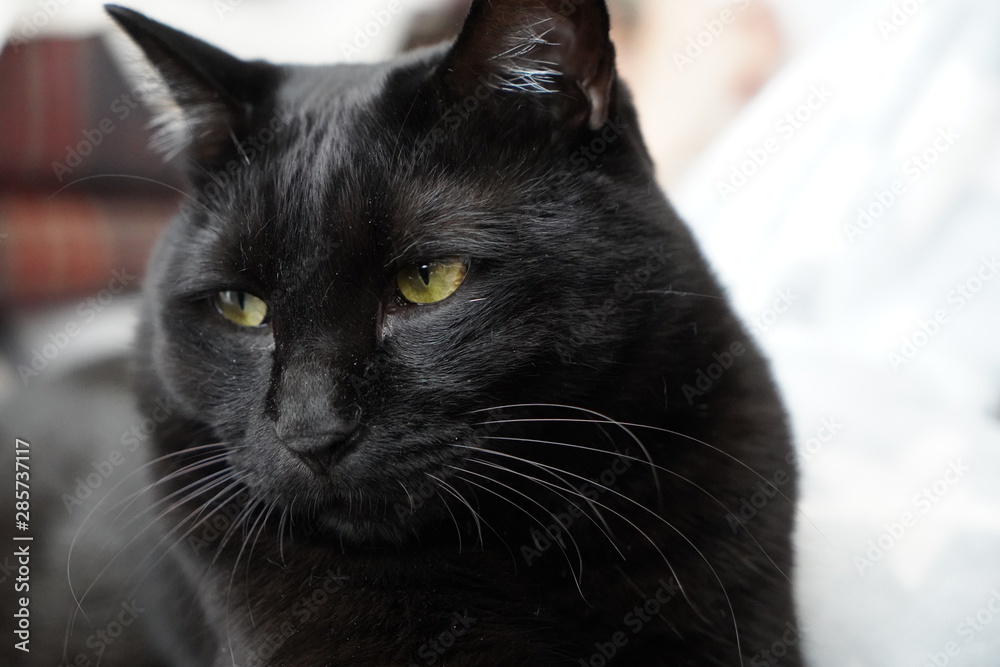 黒猫 黒猫