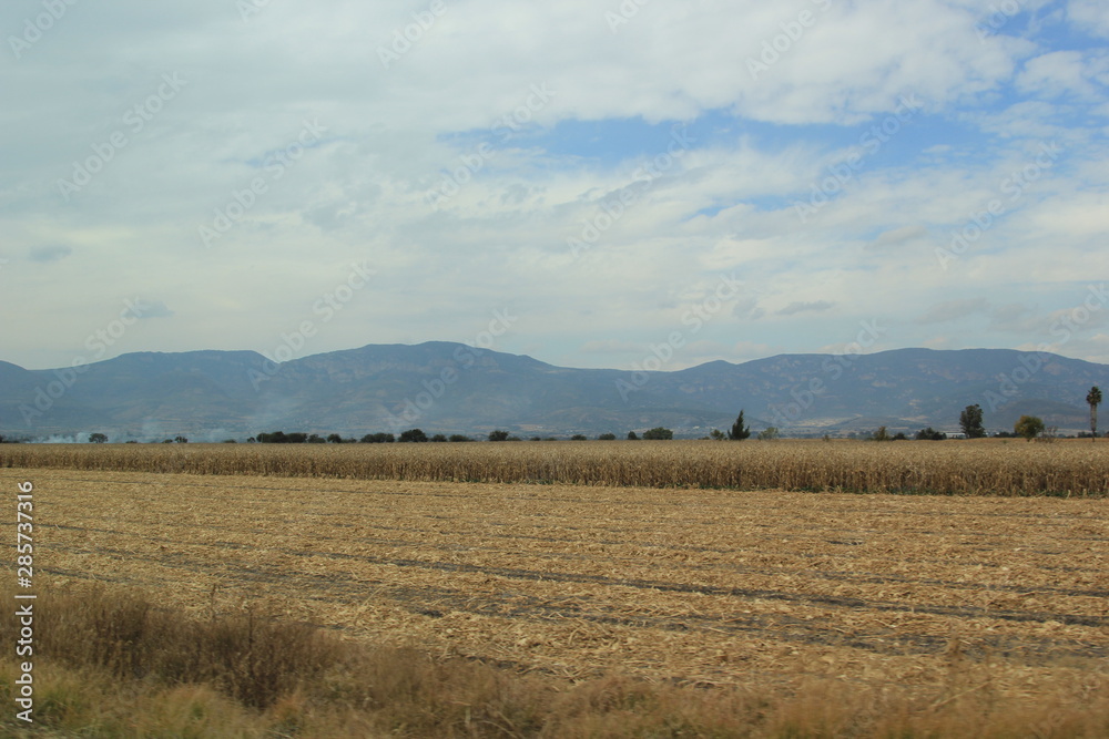 landscape with wheat field and blue sky with mountains