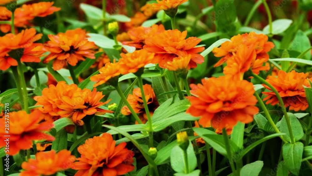 Close up of flower. The wind blows flowers in the evening sun. Close up of flower. The wind blows flowers in the evening sun.